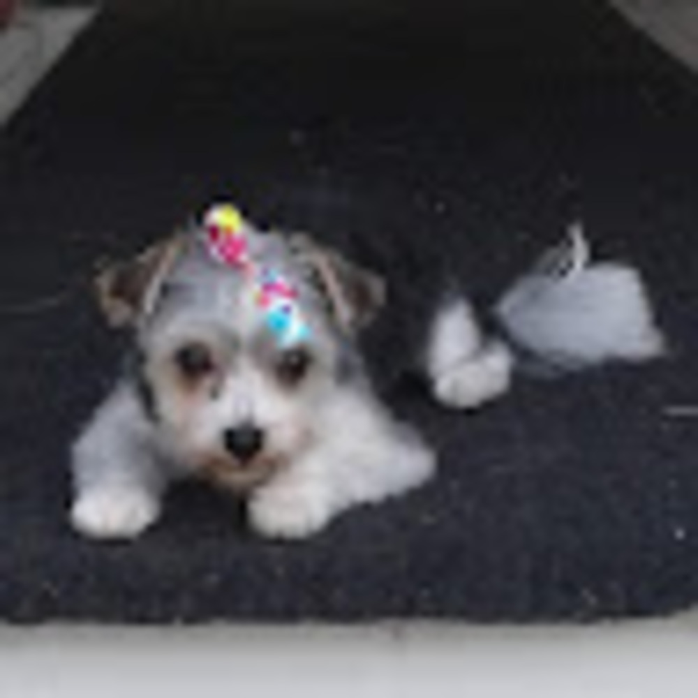 Meet your Posher, Jwm